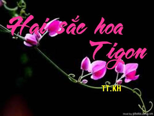 Hai sắc hoa Tigon
