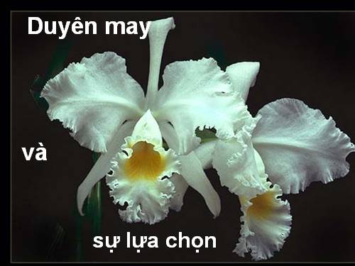 Duyen may & su lua chon.