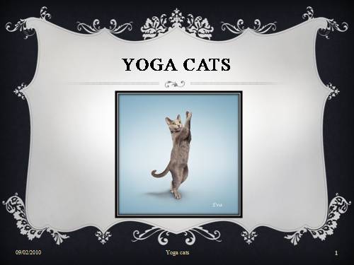 Yoga cats - Bộ sưu tập độc đáo