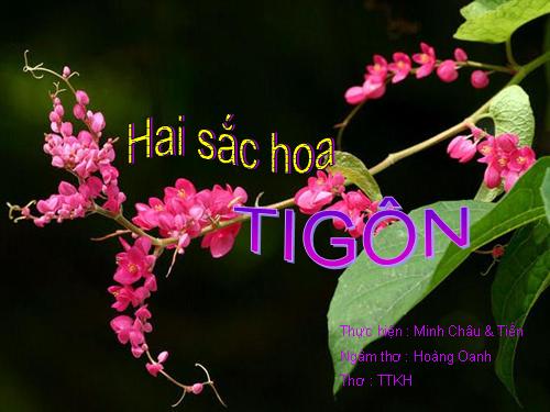 HAI SẮC HOA TIGON