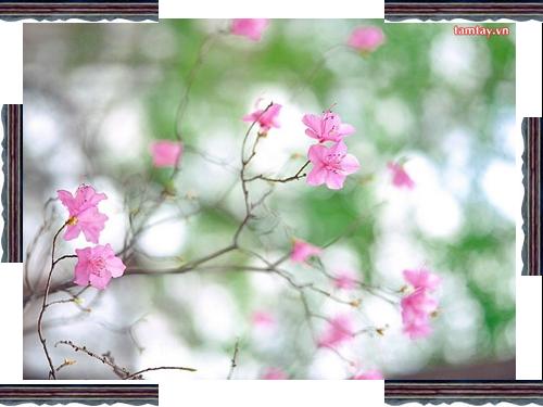 xuân về trên trang giáo án