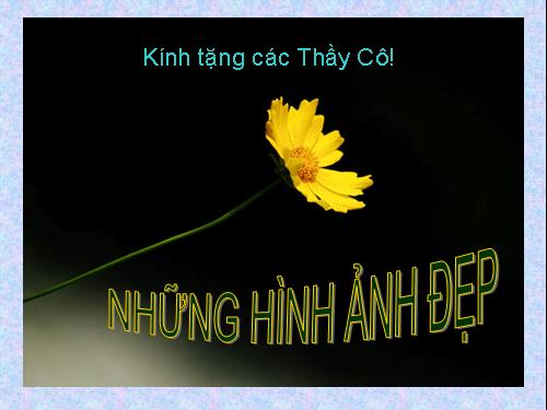 Những hình ảnh đẹp