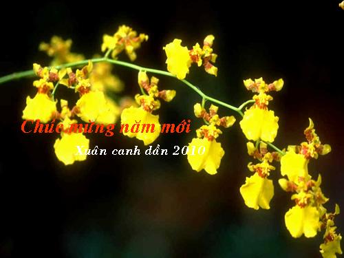 Chương III. §7. Tứ giác nội tiếp