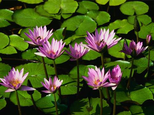 Chương III. §5. Góc có đỉnh ở bên trong đường tròn. Góc có đỉnh ở bên ngoài đường tròn