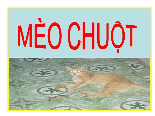 meo chuot