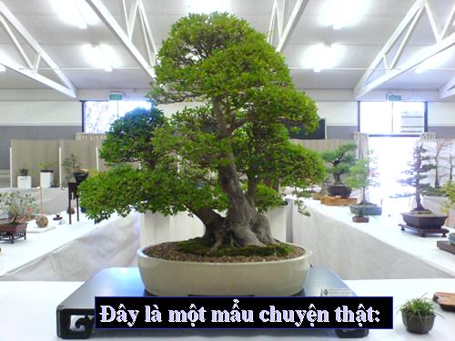 song la ko cho doi