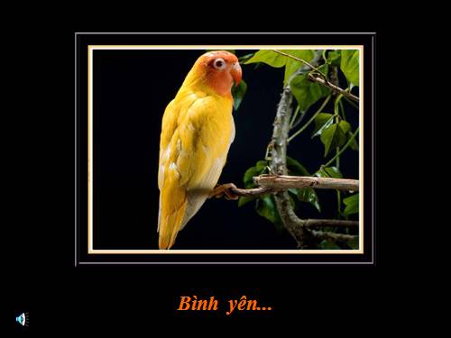 Bình yên!