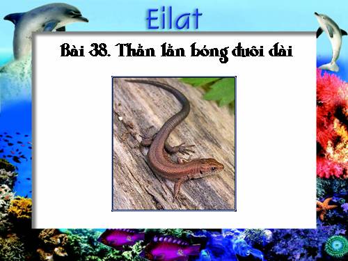 bai 38 - than lan