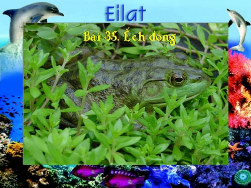 BAI 35-ECH DONG