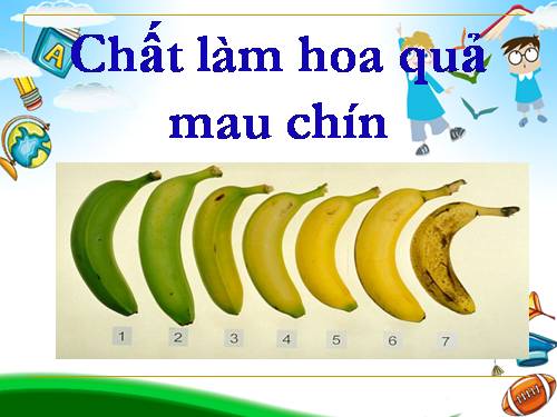 chất làm hoa quả mau chín