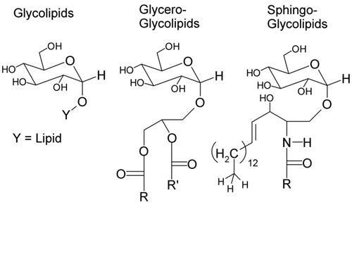 lipid