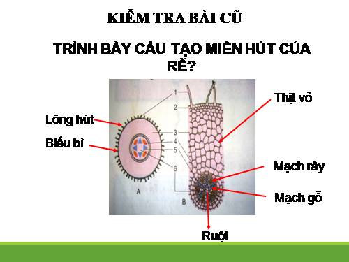 Bài 11. Sự hút nước và muối khoáng của rễ