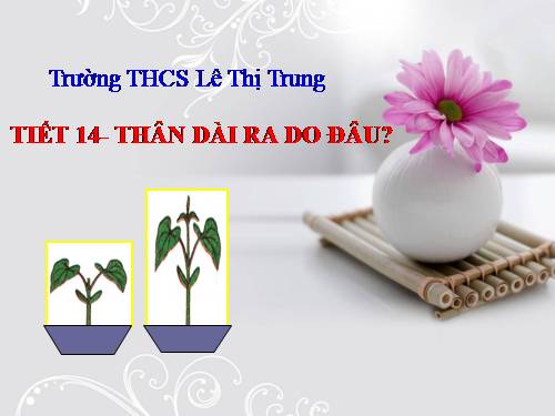 Bài 14. Thân dài ra do đâu ?