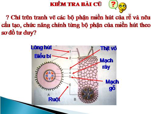 Bài 11. Sự hút nước và muối khoáng của rễ