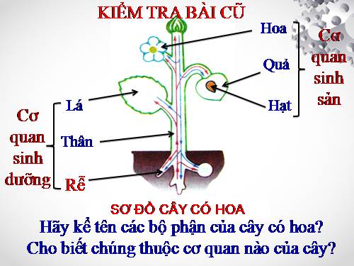 Bài 9. Các loại rễ, các miền của rễ