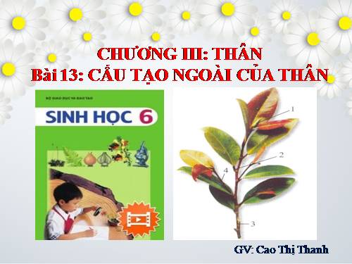 Bài 13. Cấu tạo ngoài của thân