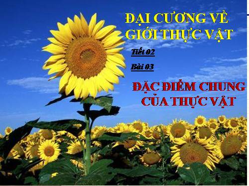 Bài 3. Đặc điểm chung của thực vật