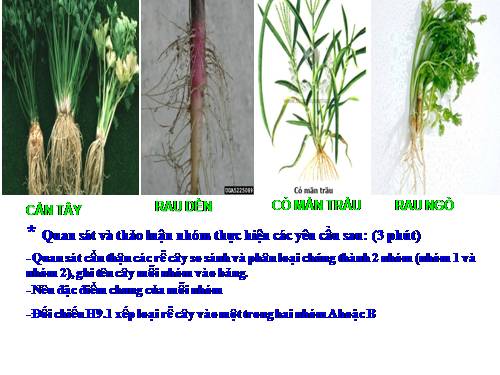 Bài 9. Các loại rễ, các miền của rễ