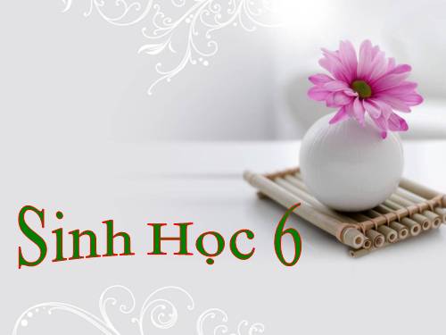 Bài 9. Các loại rễ, các miền của rễ