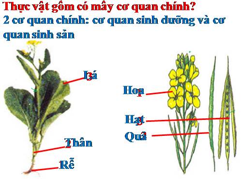 Bài 13. Cấu tạo ngoài của thân