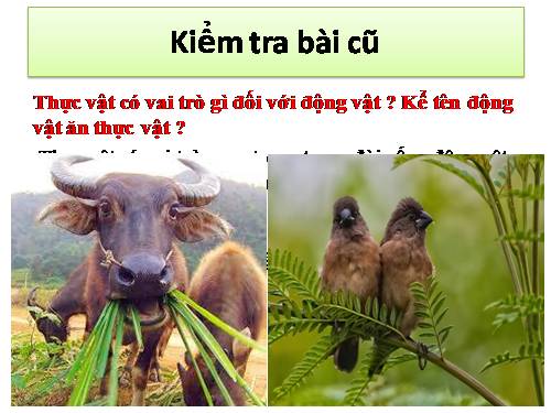 Bài 48. Vai trò của thực vật đối với động vật và đối với đời sống con người