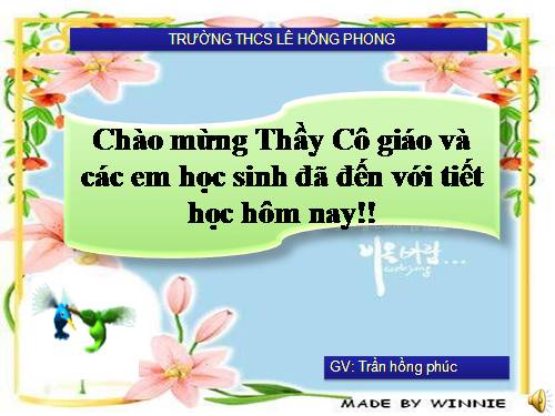 Bài 40. Hạt trần - Cây thông