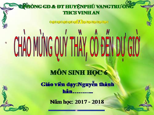 Bài 40. Hạt trần - Cây thông