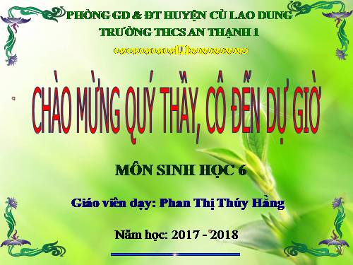 Bài 40. Hạt trần - Cây thông