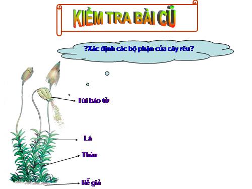 Bài 39. Quyết - Cây dương xỉ