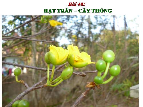 Bài 40. Hạt trần - Cây thông