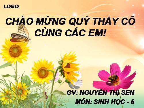 Bài 40. Hạt trần - Cây thông