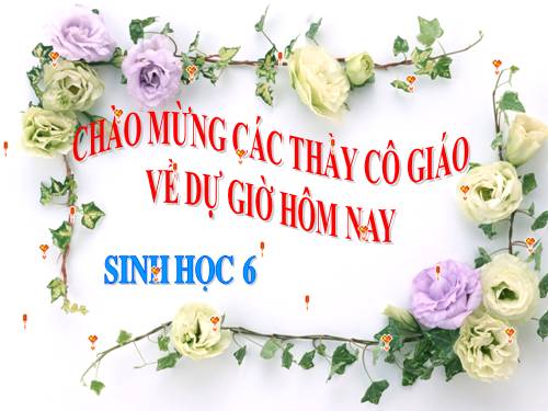 Bài 36. Tổng kết về cây có hoa