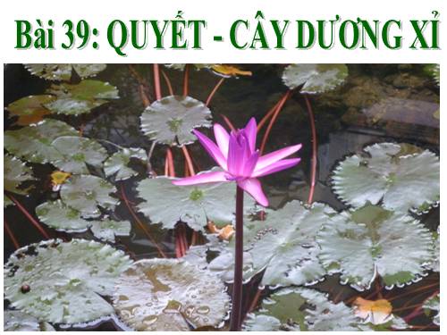 Bài 39. Quyết - Cây dương xỉ