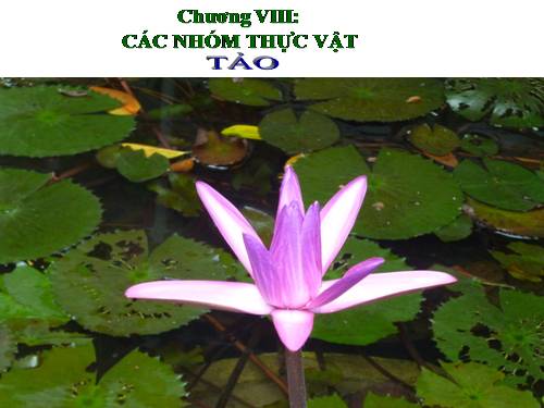 Bài 37. Tảo