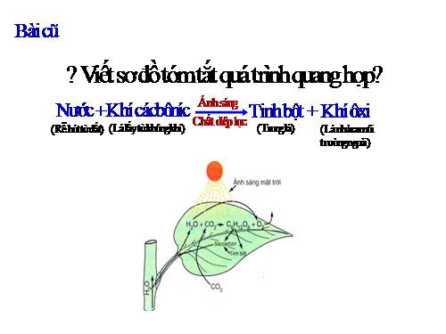 Bài 23. Cây có hô hấp không?