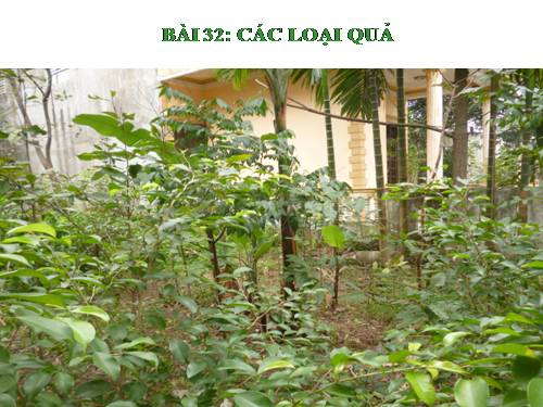 Bài 32. Các loại quả