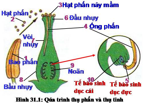 Bài 31. Thụ tinh, kết quả và tạo hạt