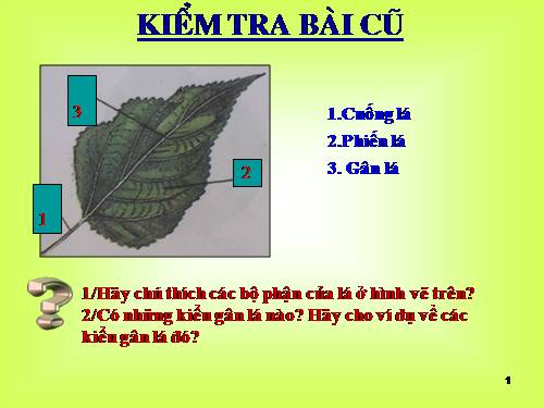 Bài 20. Cấu tạo trong của phiến lá