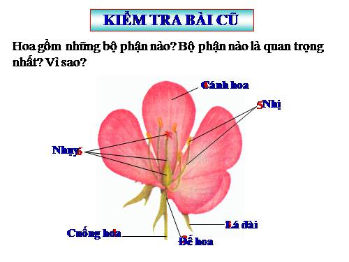 Bài 29. Các loại hoa