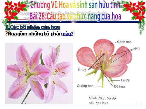 Bài 28. Cấu tạo và chức năng của hoa