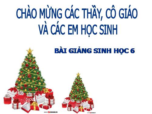 Bài 40. Hạt trần - Cây thông