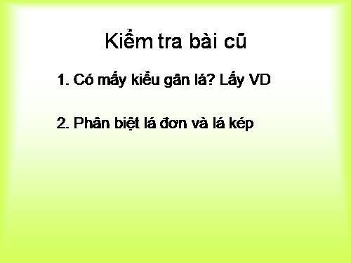 Bài 20. Cấu tạo trong của phiến lá