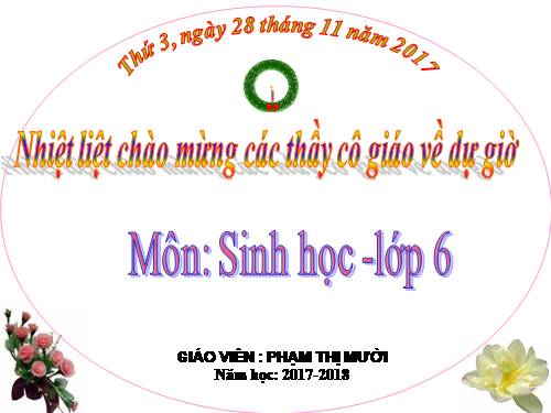 Bài 24. Phần lớn nước vào cây đi đâu?