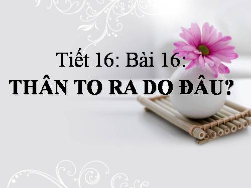 Bài 16. Thân to ra do đâu ?