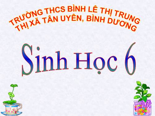 Bài 15. Cấu tạo trong của thân non