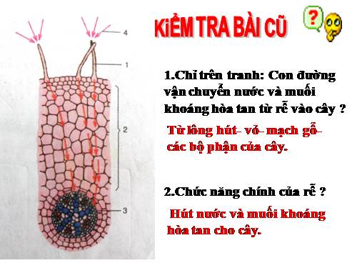 Bài 12. Biến dạng của rễ