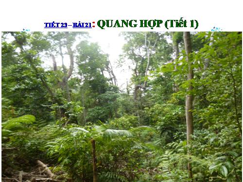 Bài 21. Quang hợp