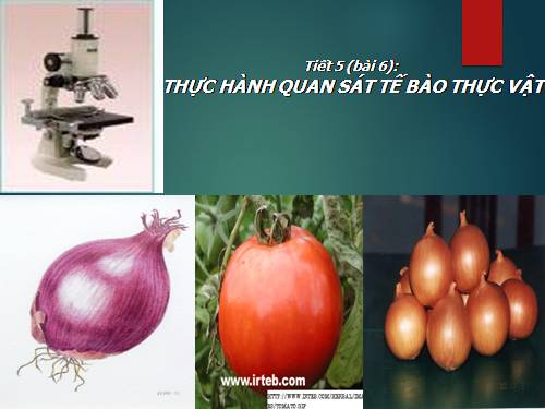 Bài 7. Cấu tạo tế bào thực vật