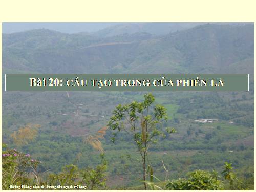 Bài 20. Cấu tạo trong của phiến lá