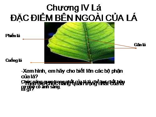 Bài 19. Đặc điểm bên ngoài của lá